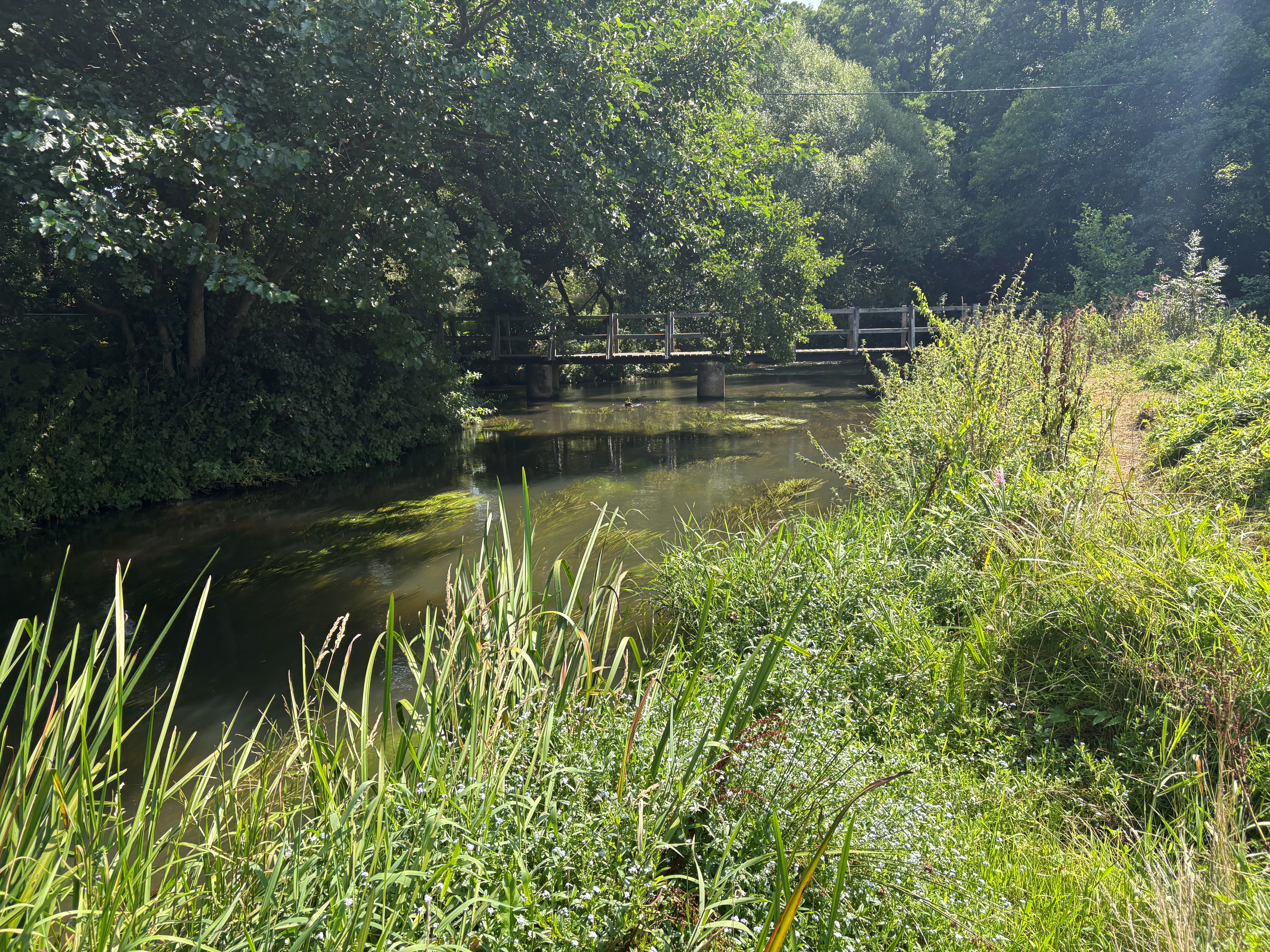 A calm river surrounded by green trees and plants, with a small wooden bridge in the background.