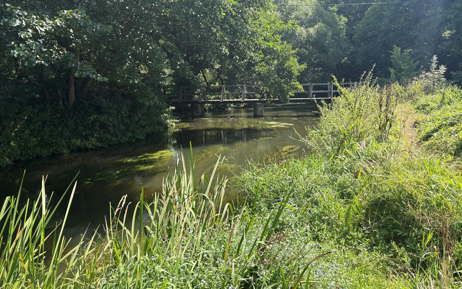 A calm river surrounded by green trees and plants, with a small wooden bridge in the background.