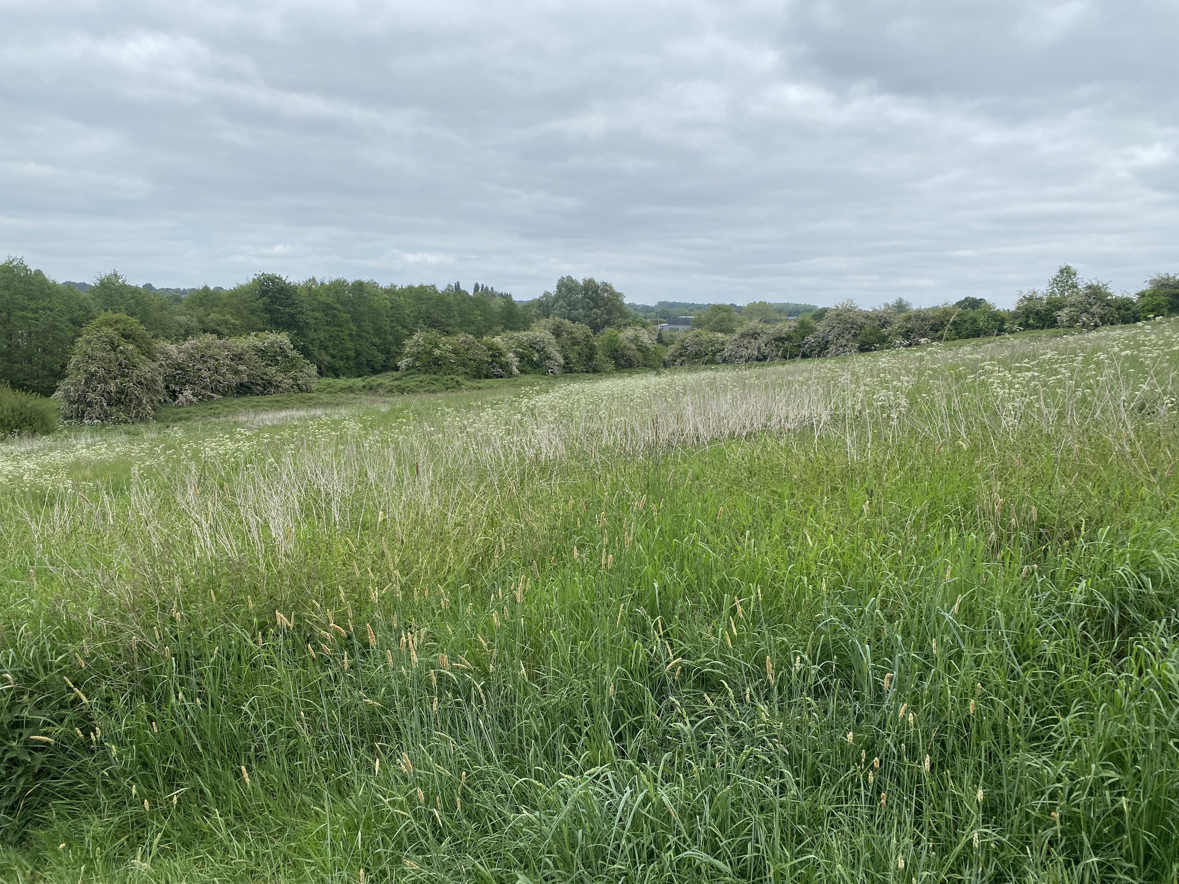 A field with wildflowers