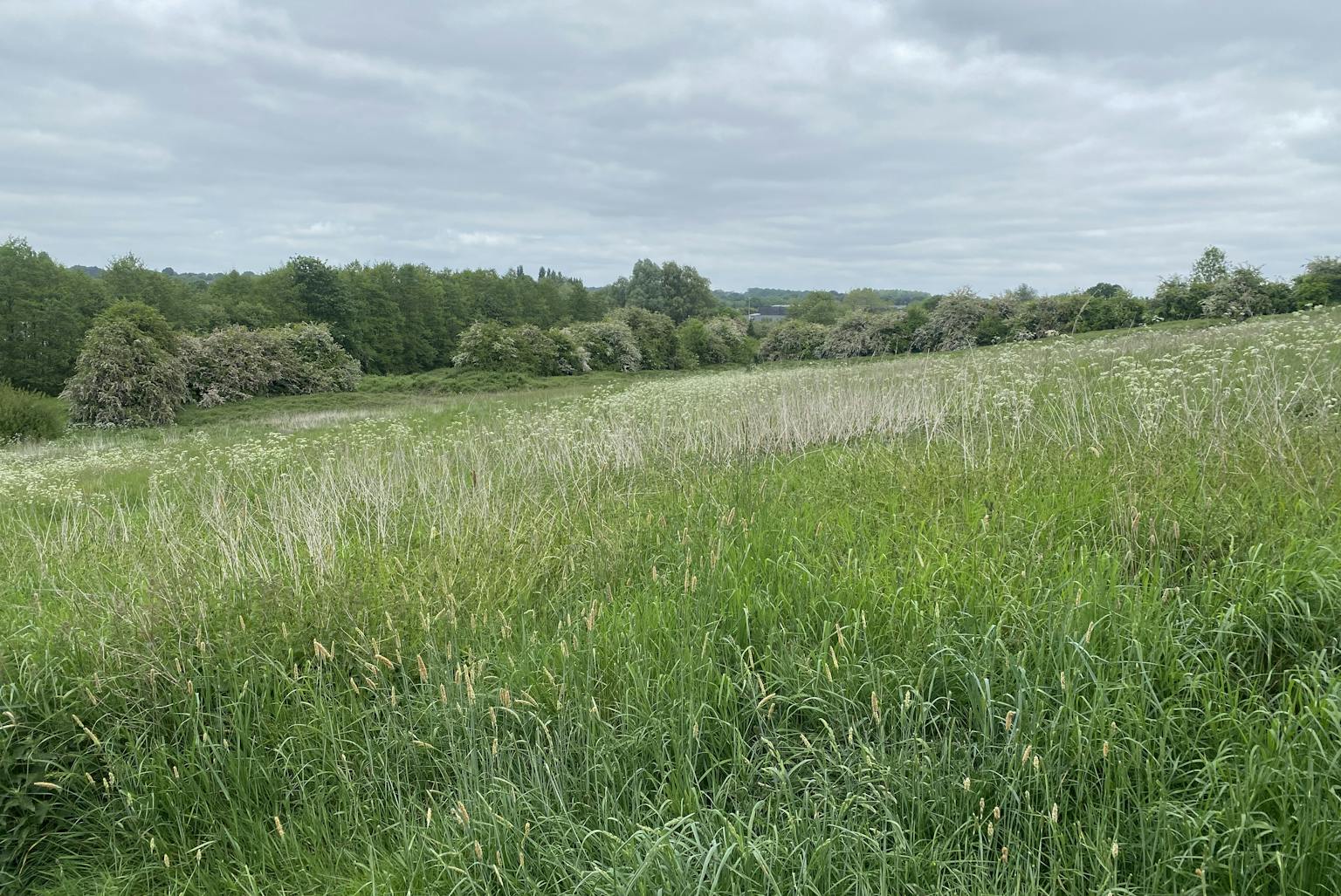 A field with wildflowers