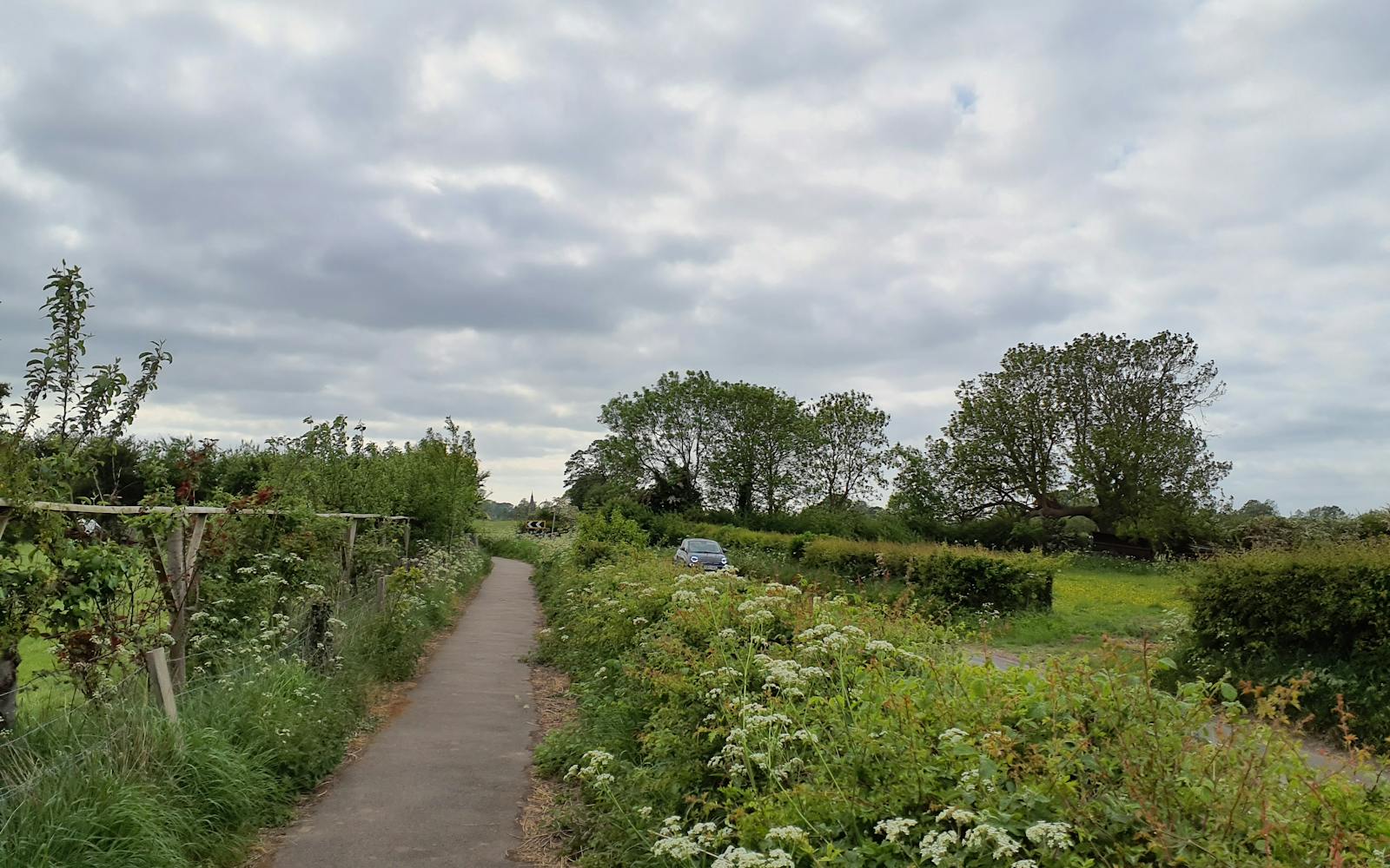 A field with a path and flowers