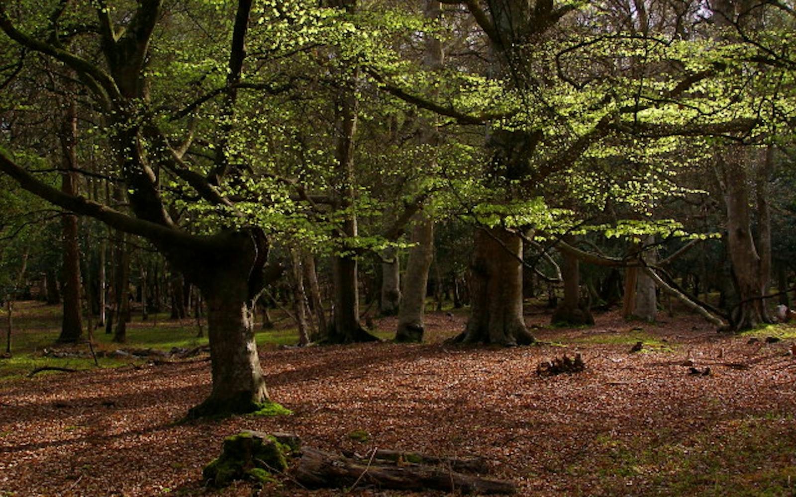 Woodland with trees with green leaves and brown fallen leaves on the floor