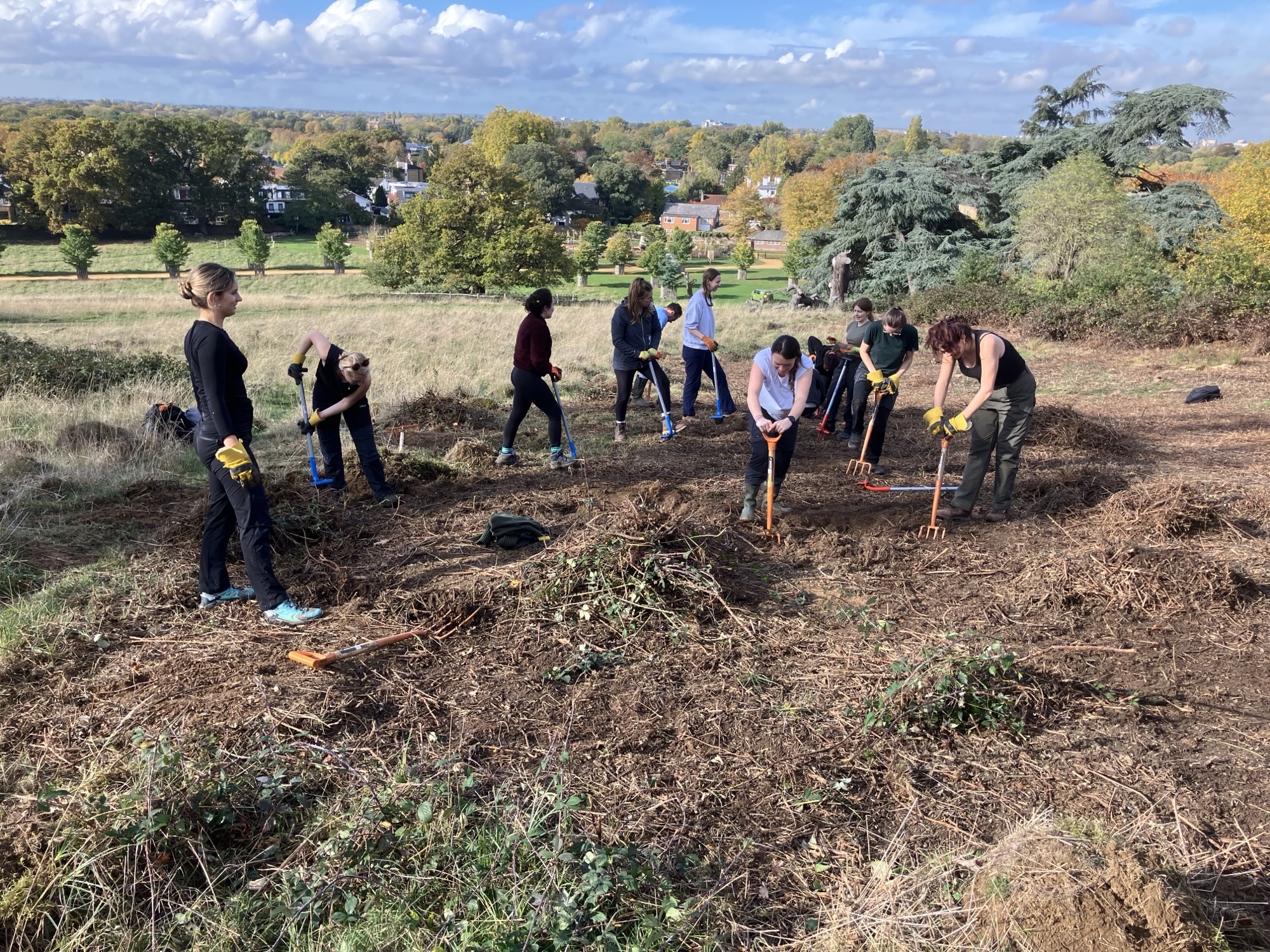 LUC volunteers work together on a hillside in Richmond Park, using garden forks to clear brambles and invasive plants with autumn trees and distant houses in the background.