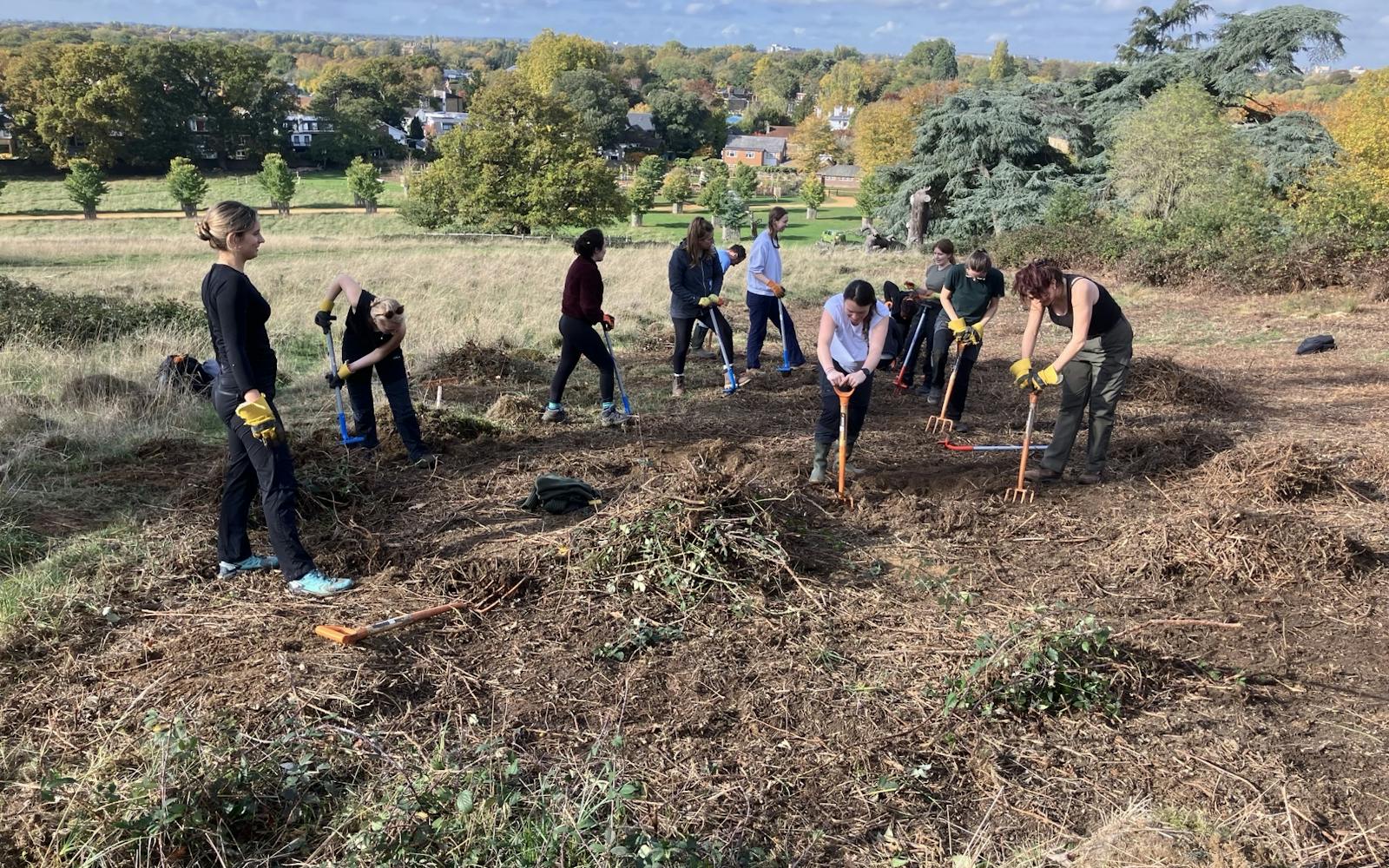 LUC volunteers work together on a hillside in Richmond Park, using garden forks to clear brambles and invasive plants with autumn trees and distant houses in the background.