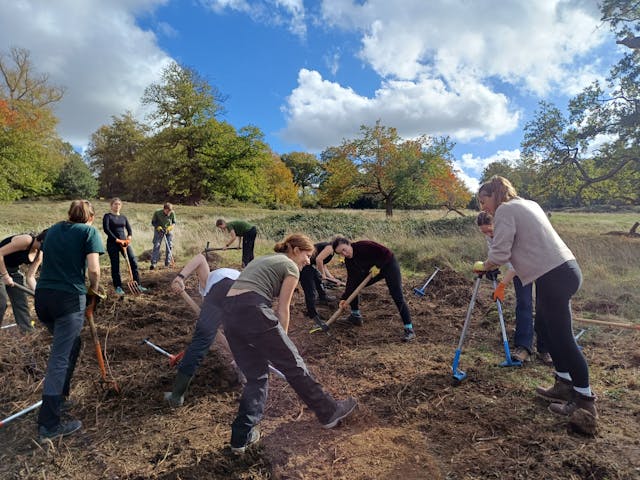 A group of LUC volunteers work together in Richmond Park on a sunny day, using garden tools to clear invasive plants and restore areas of acid grassland surrounded by autumn trees.