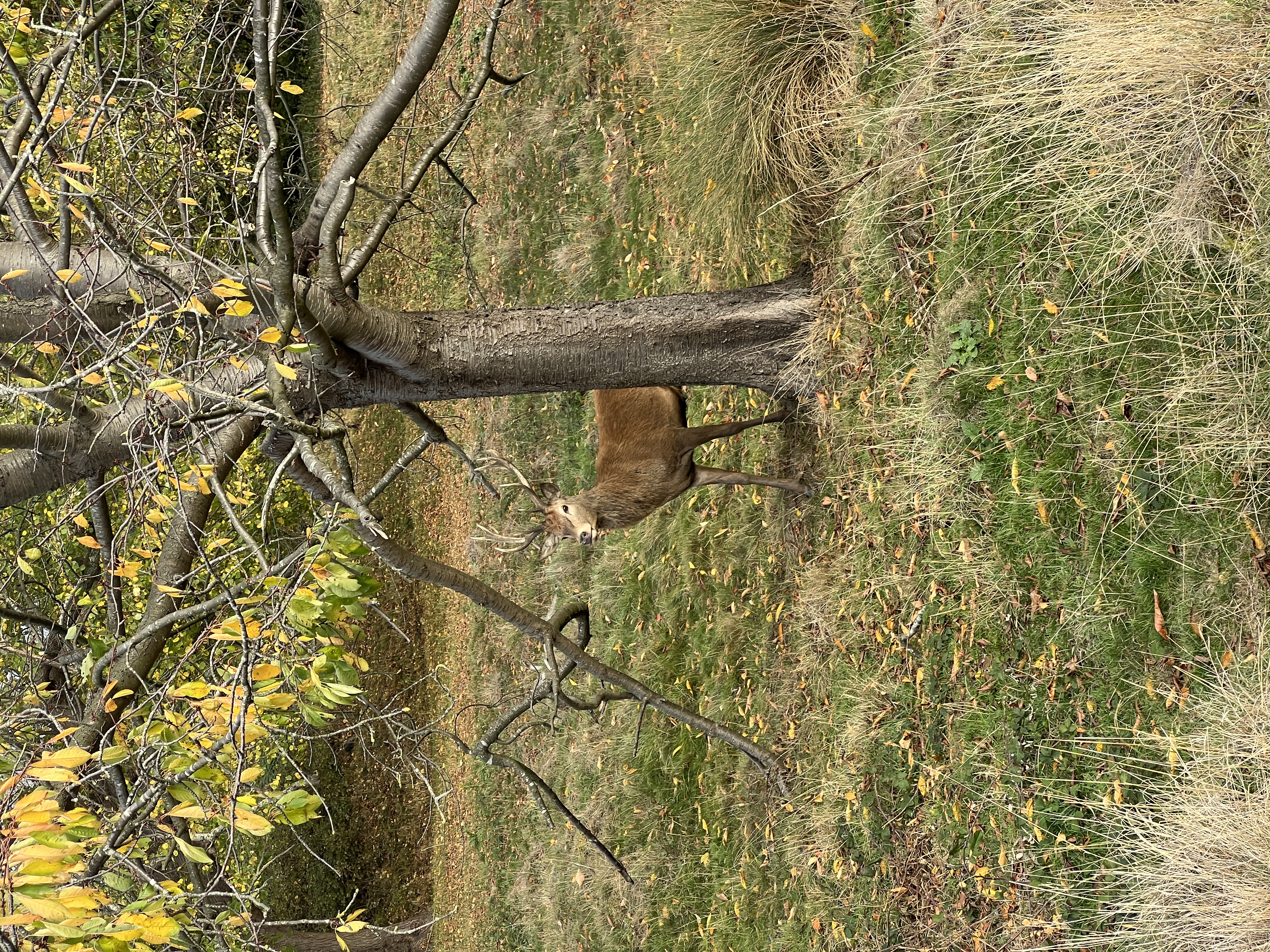 A young stag stands beneath a tree in Richmond Park, surrounded by autumn leaves and tall grass, watching calmly in the soft afternoon light.