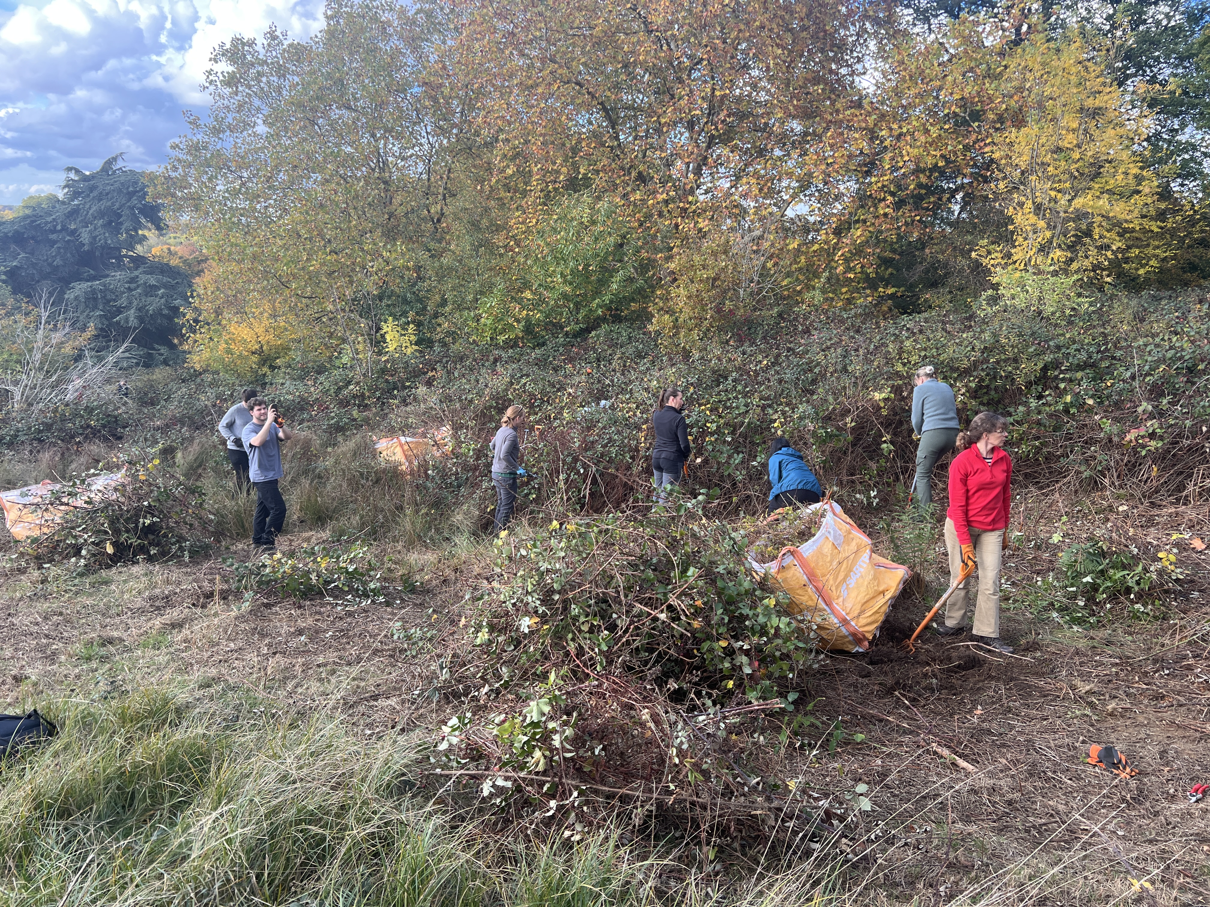 LUC volunteers clear brambles and invasive plants in Richmond Park, working among autumn trees and filling large orange bags with cut vegetation.