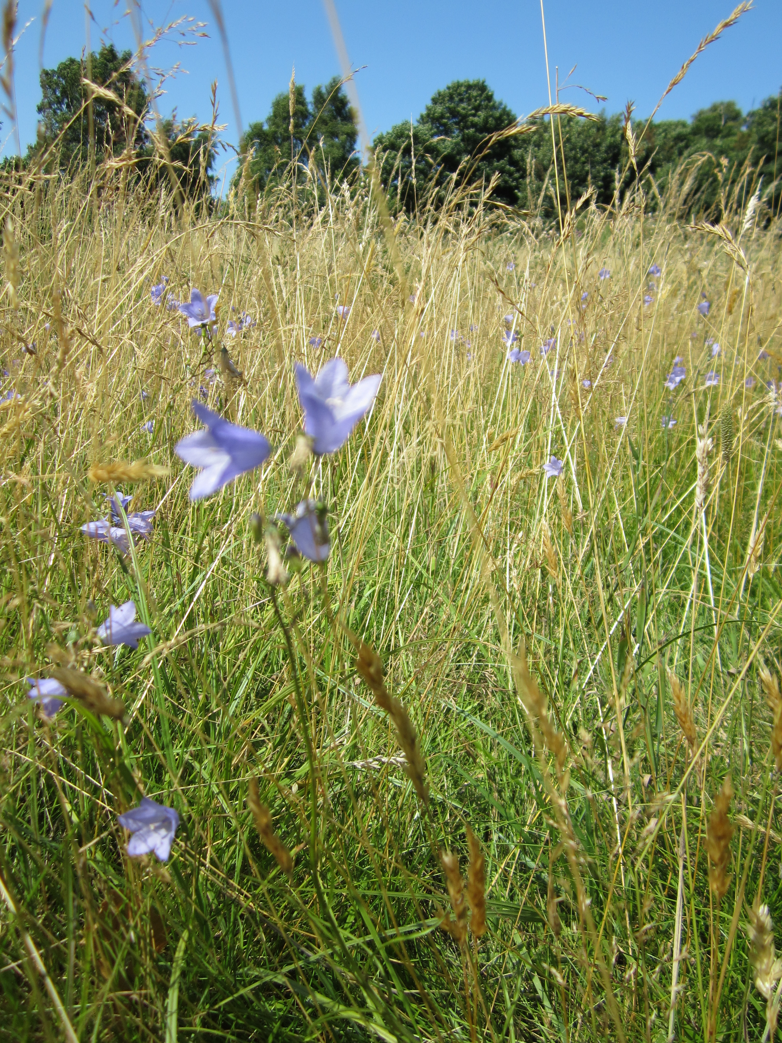 Wildflowers in grass