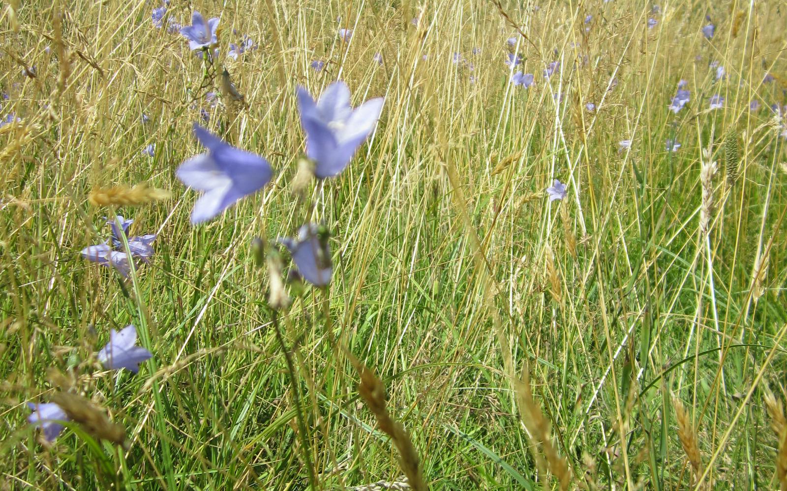 Wildflowers in grass
