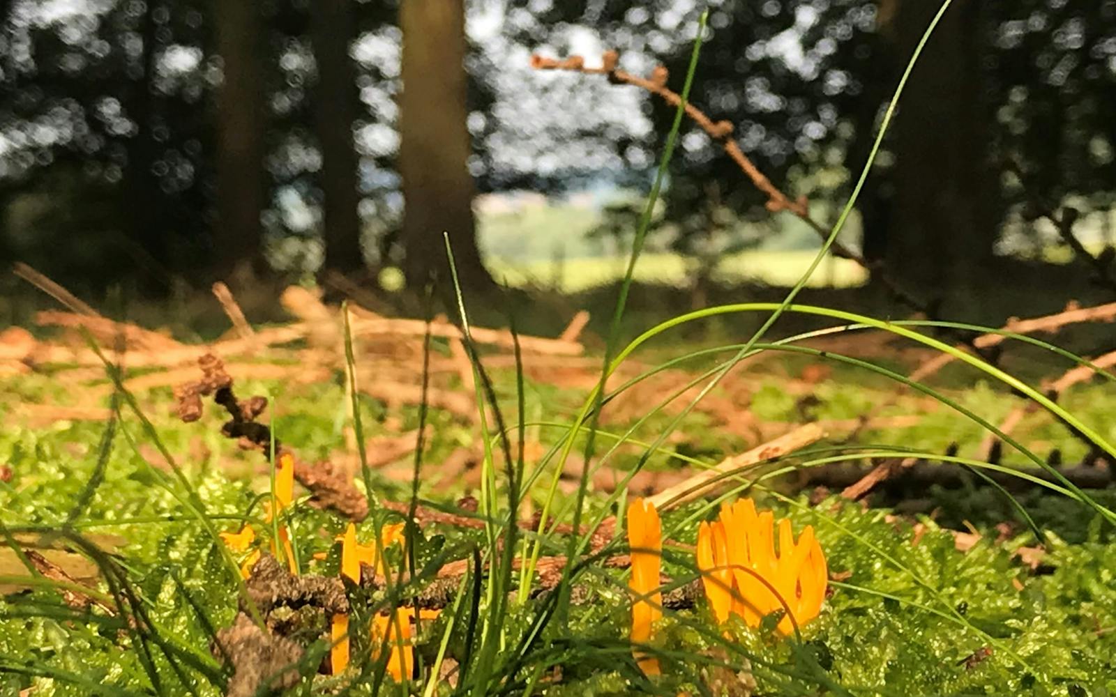 grass and fungus close up