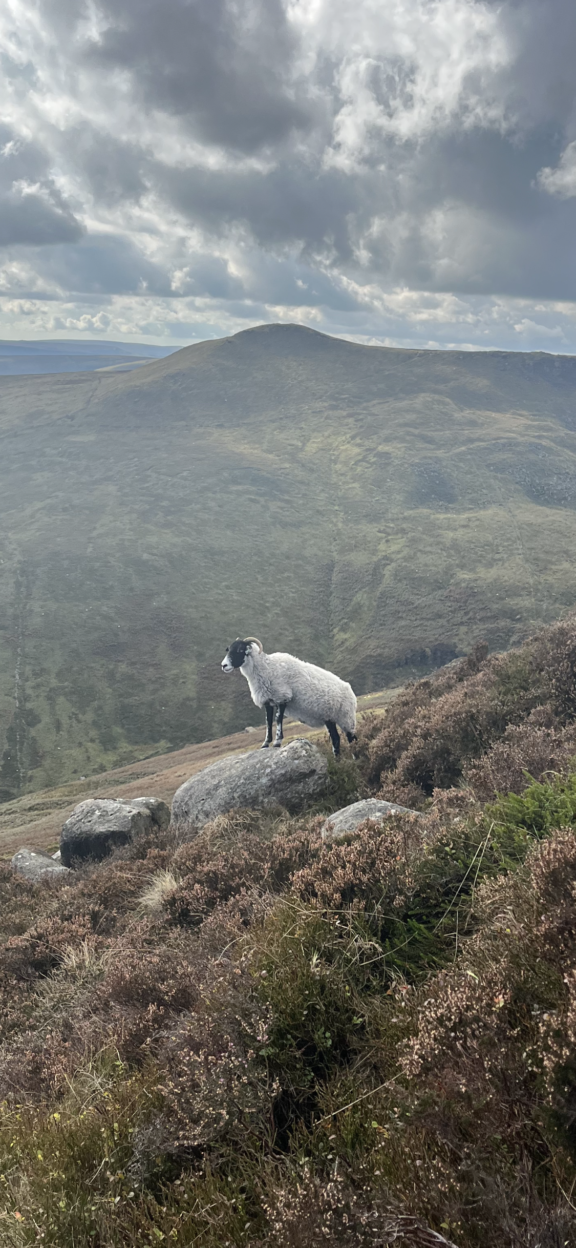 A sheep on a mountainside