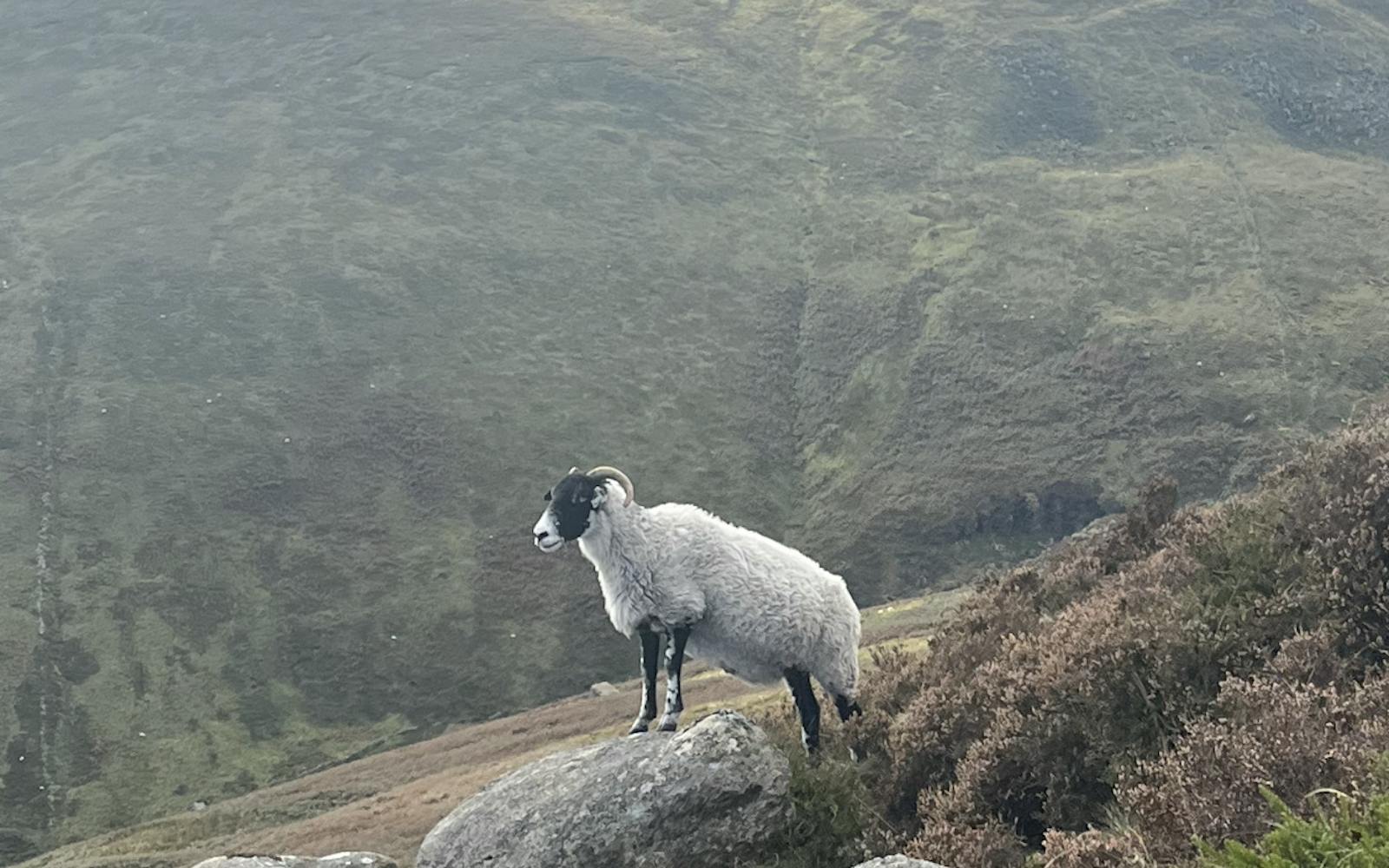 A sheep on a mountainside