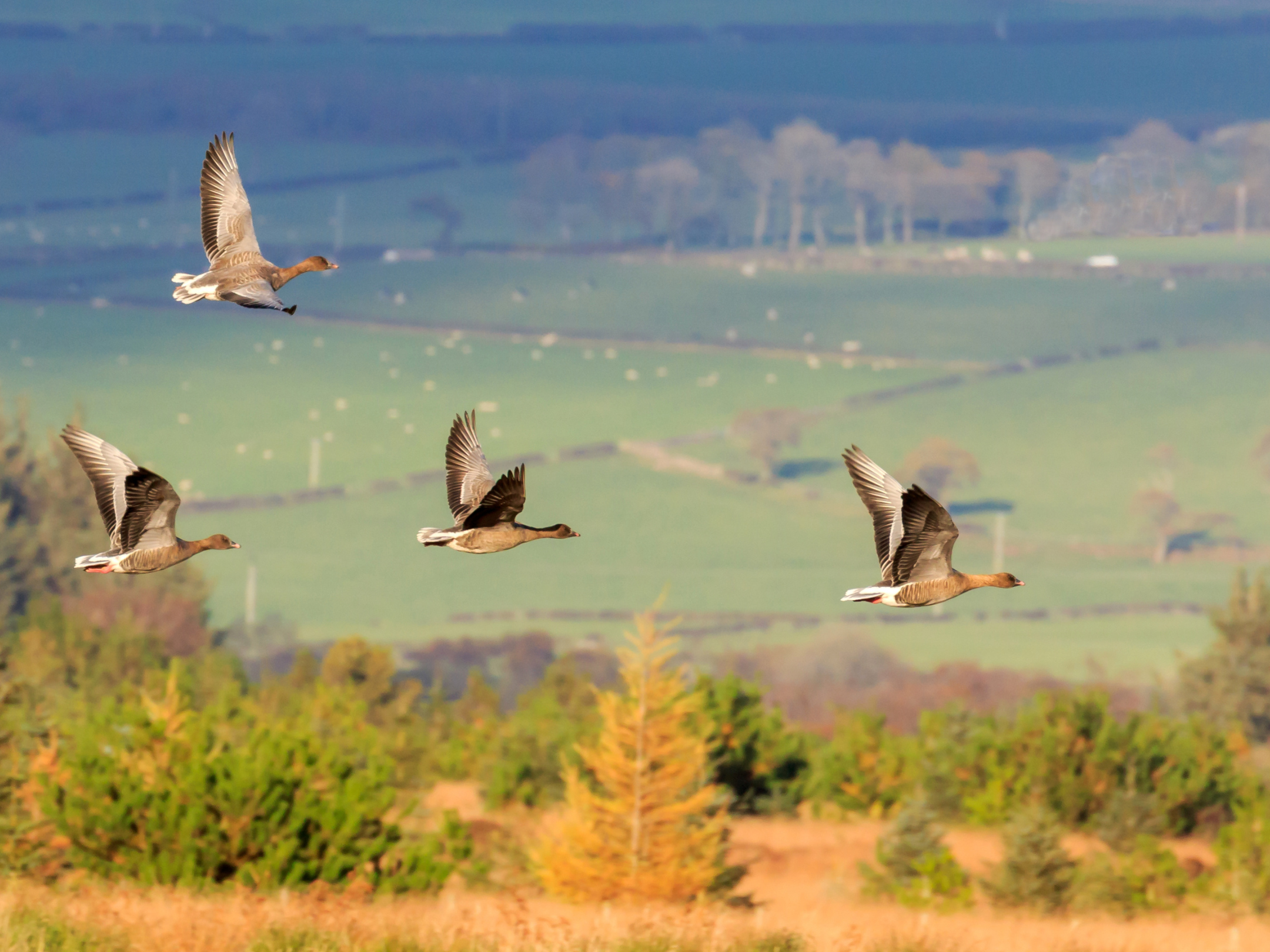 Geese in flight