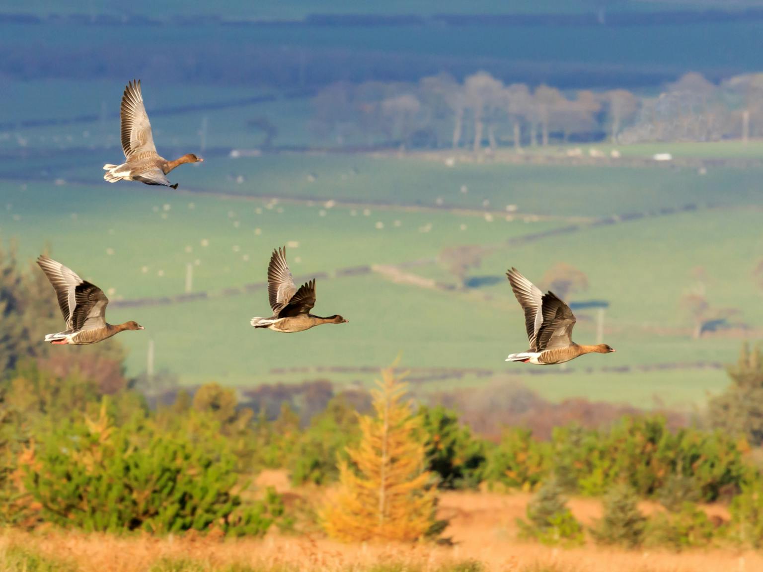 Geese in flight
