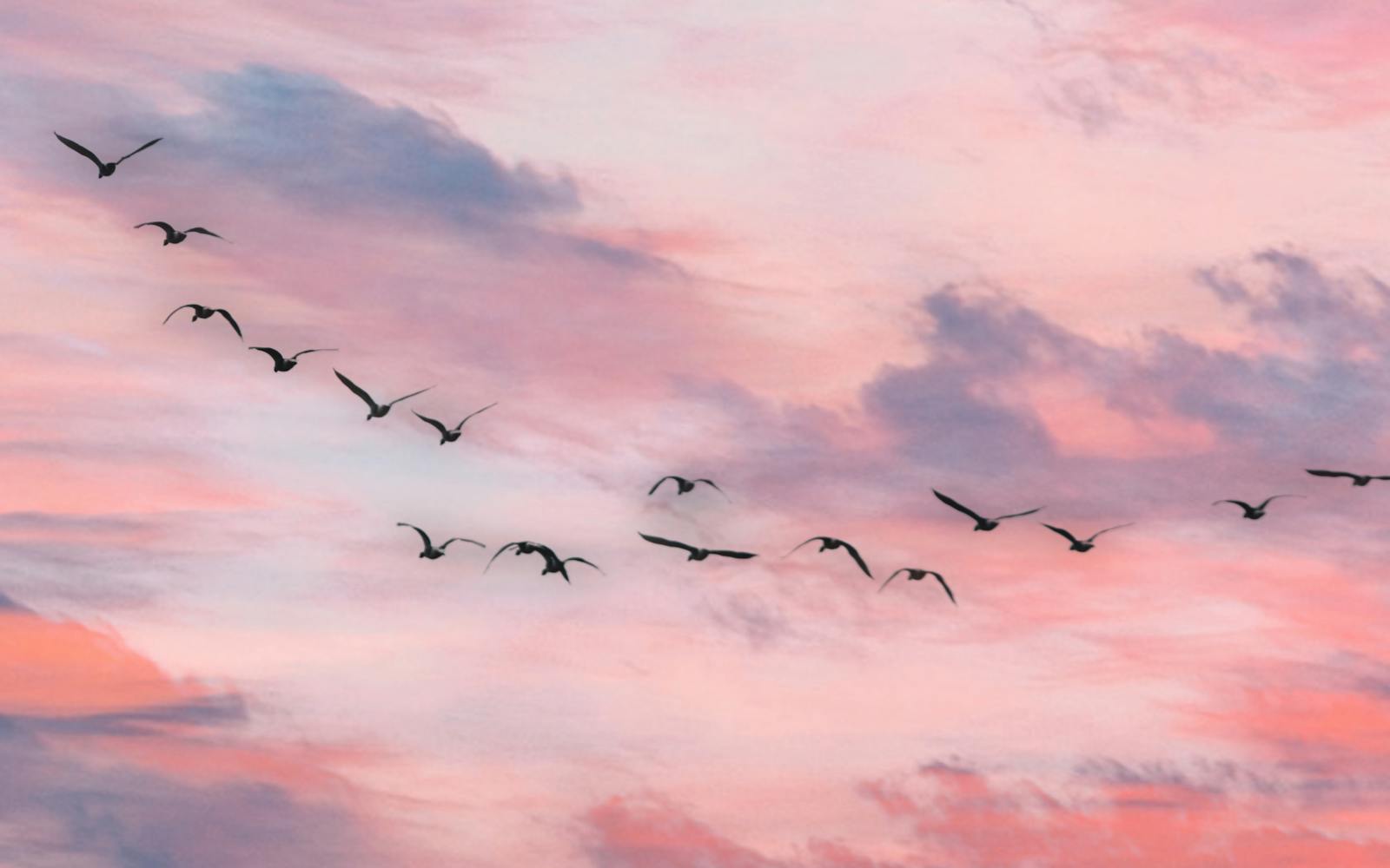 Geese in flight across a pink sky