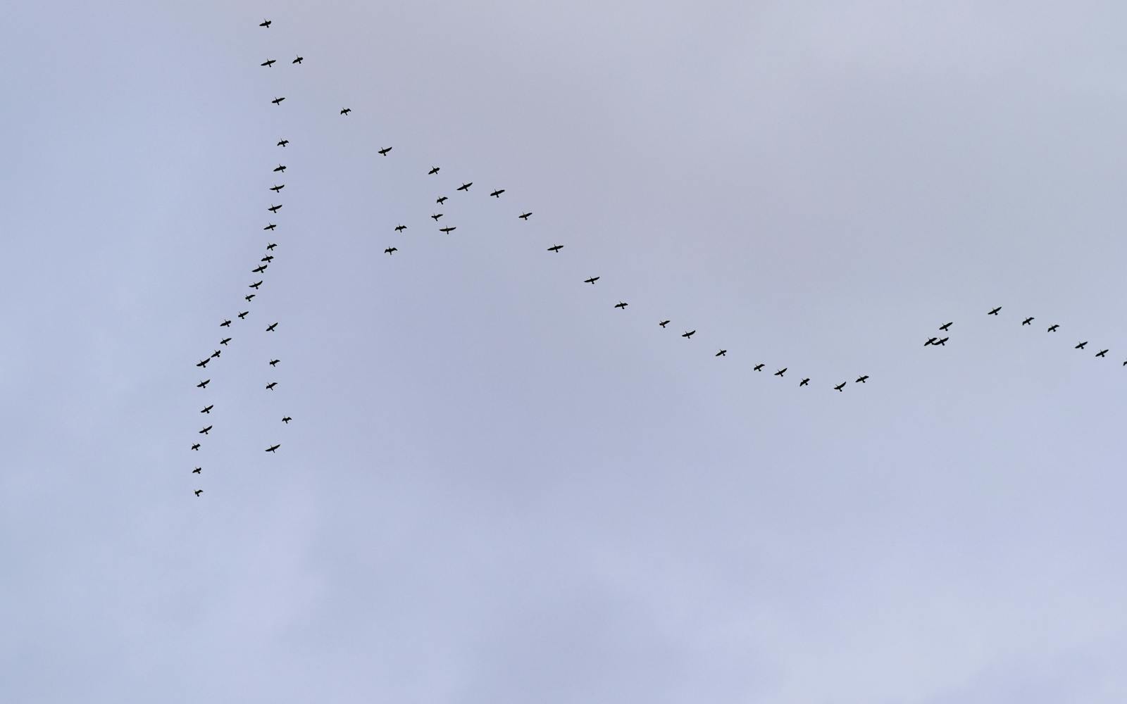 A skein of geese flying across a grey sky