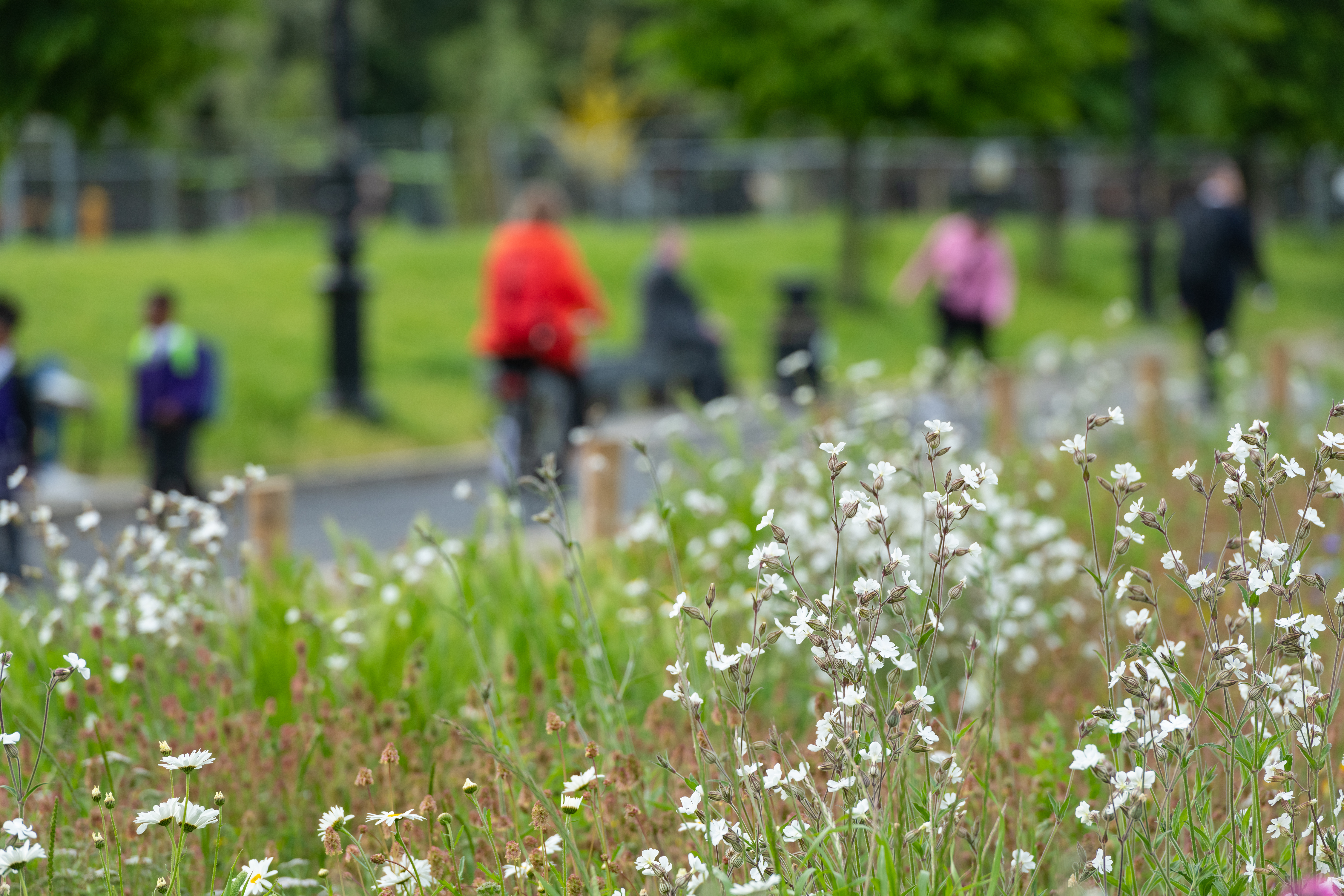 Street planting with a cyclist in the background