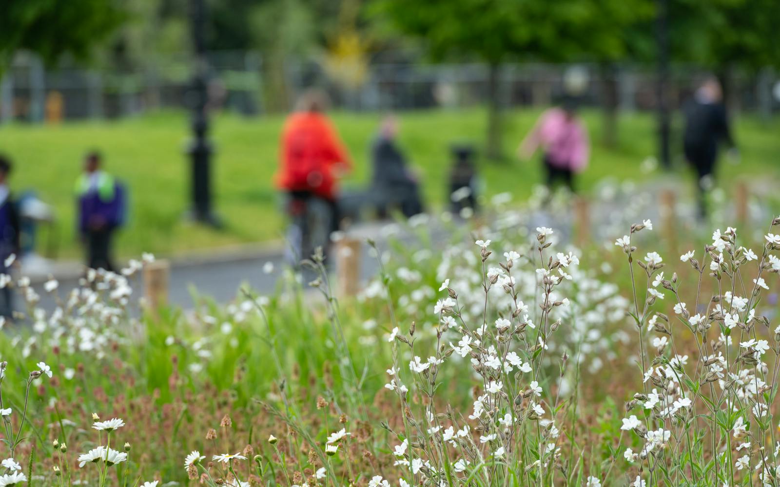 Street planting with a cyclist in the background