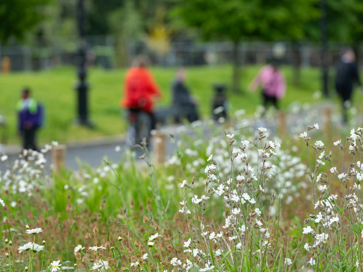 A cyclist on a street with planting