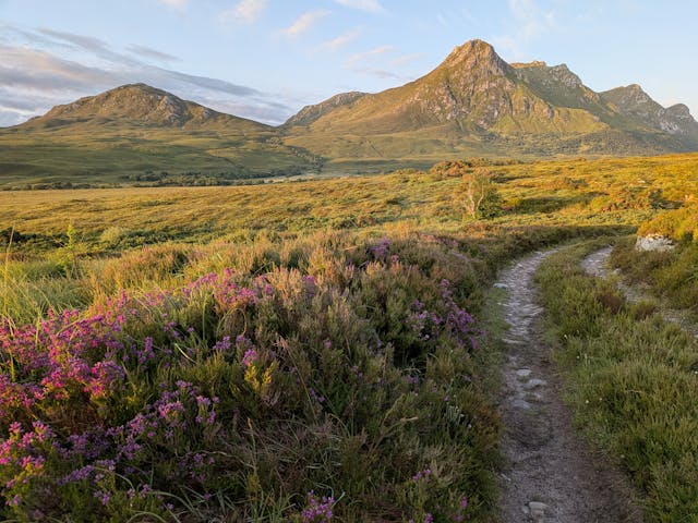 Mountain path through blooming heather fields