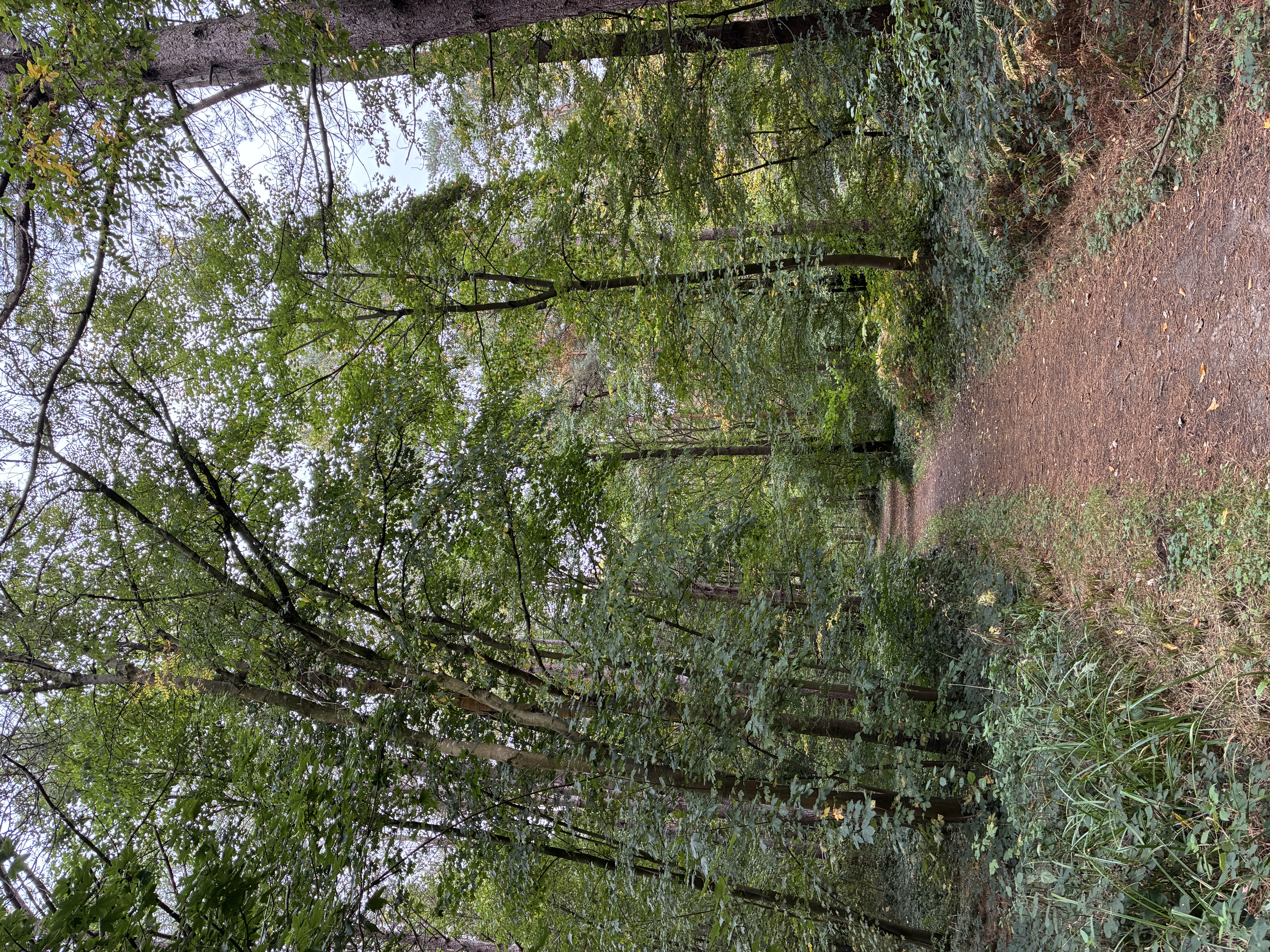 A path through woodland