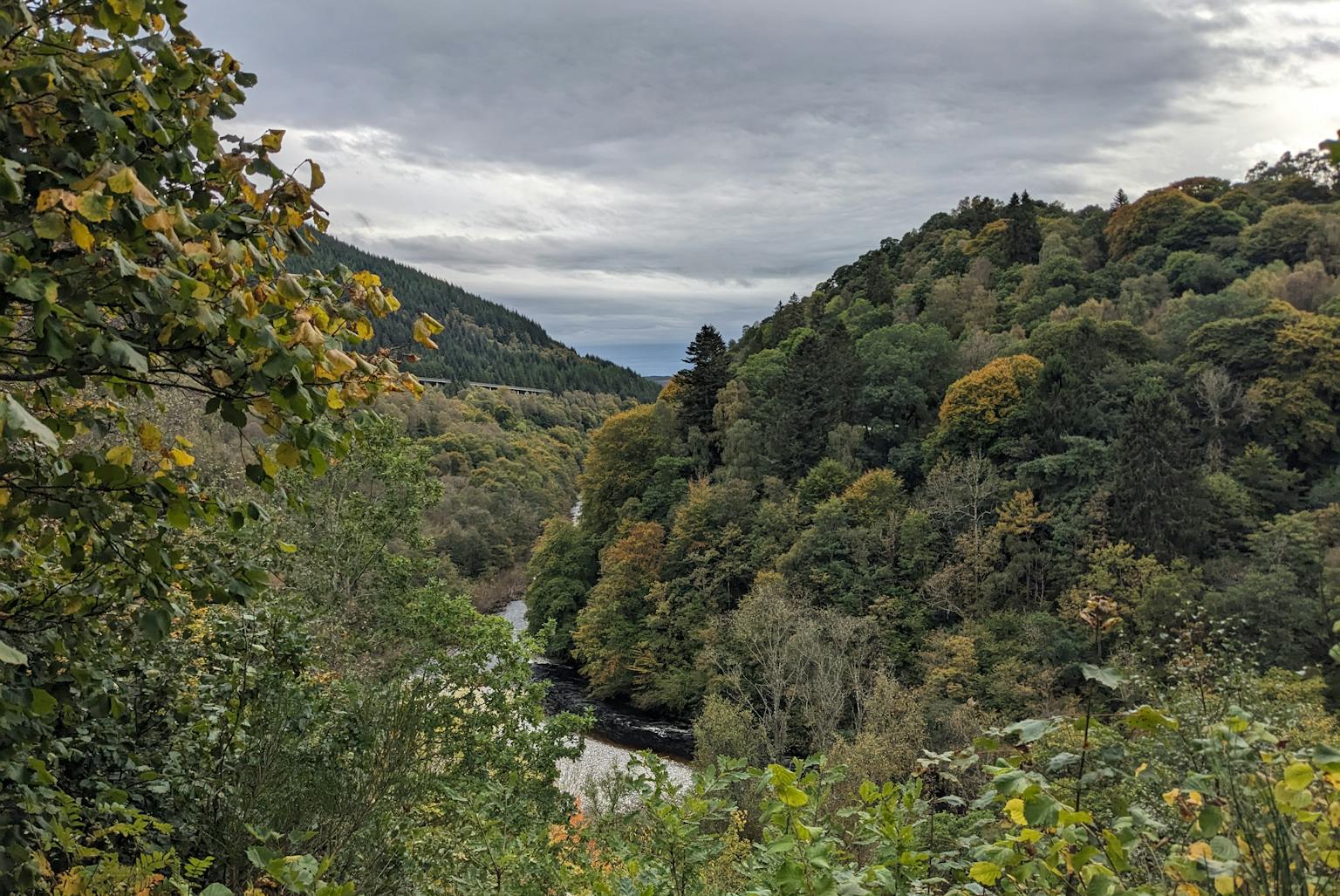 Trees in Scotland