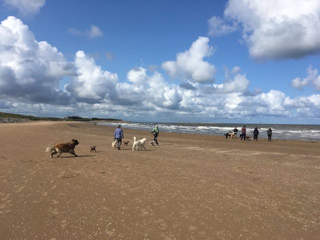 People and dogs on beach