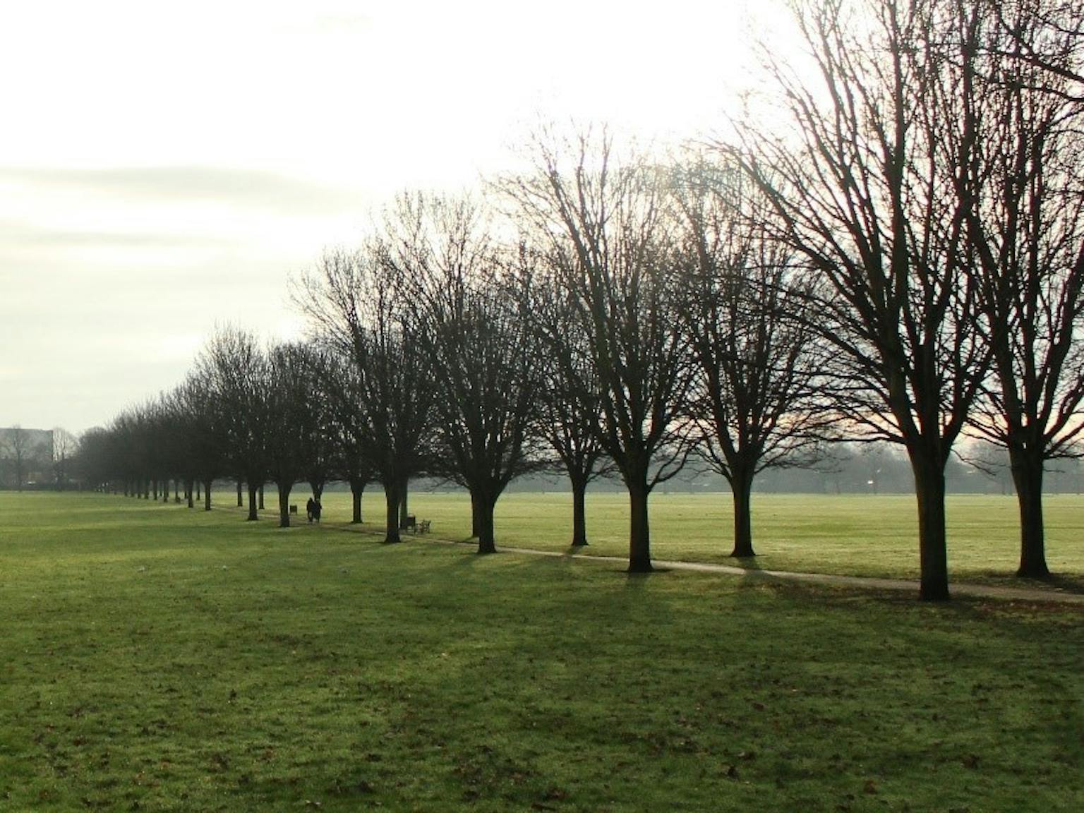 Tree avenue at Town Field