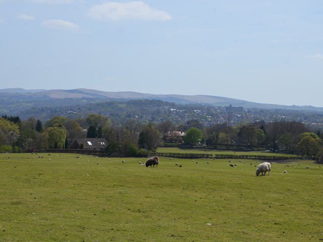 Green field with grazing livestock and blue skies