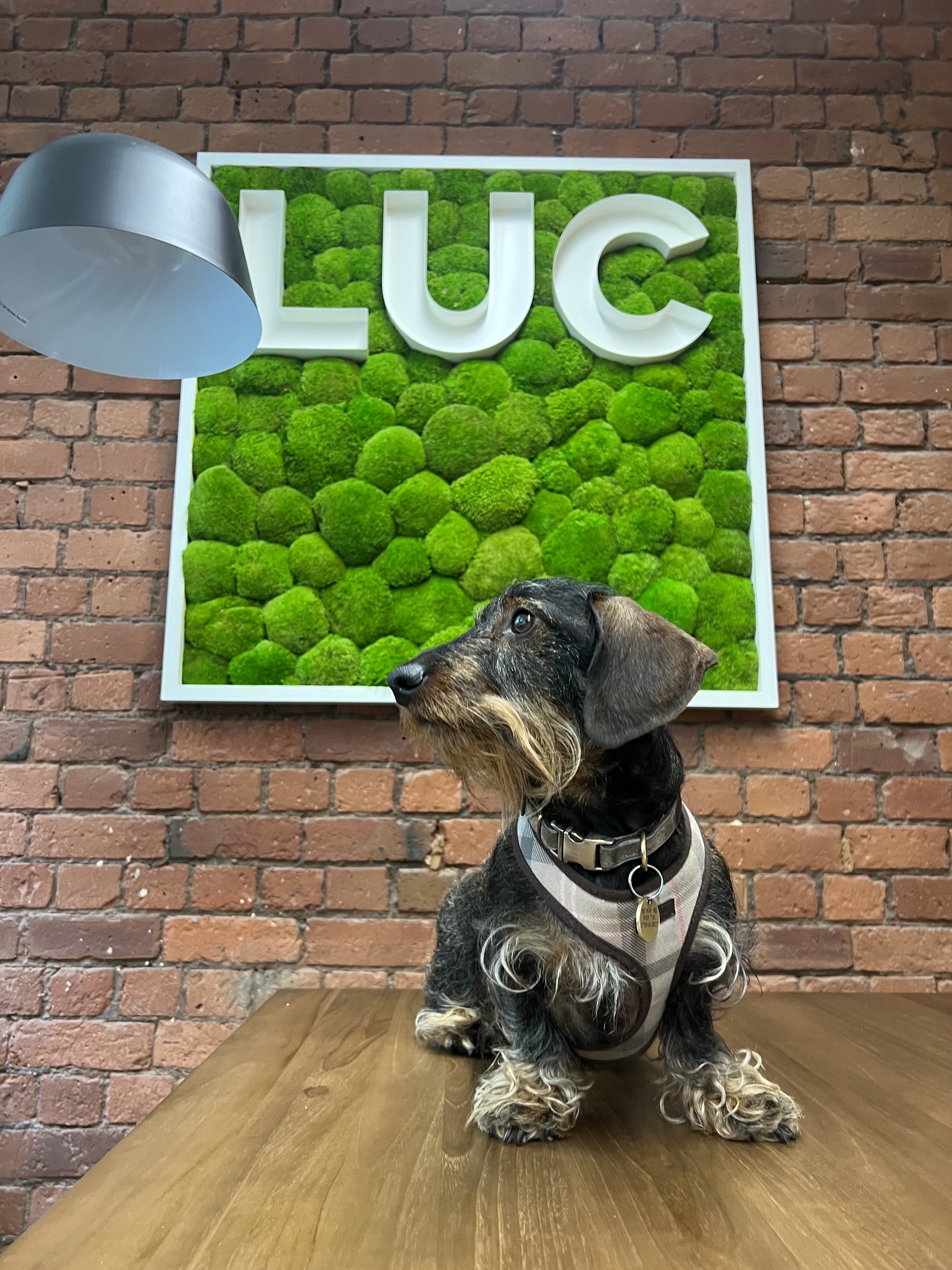 Dog in front of moss art