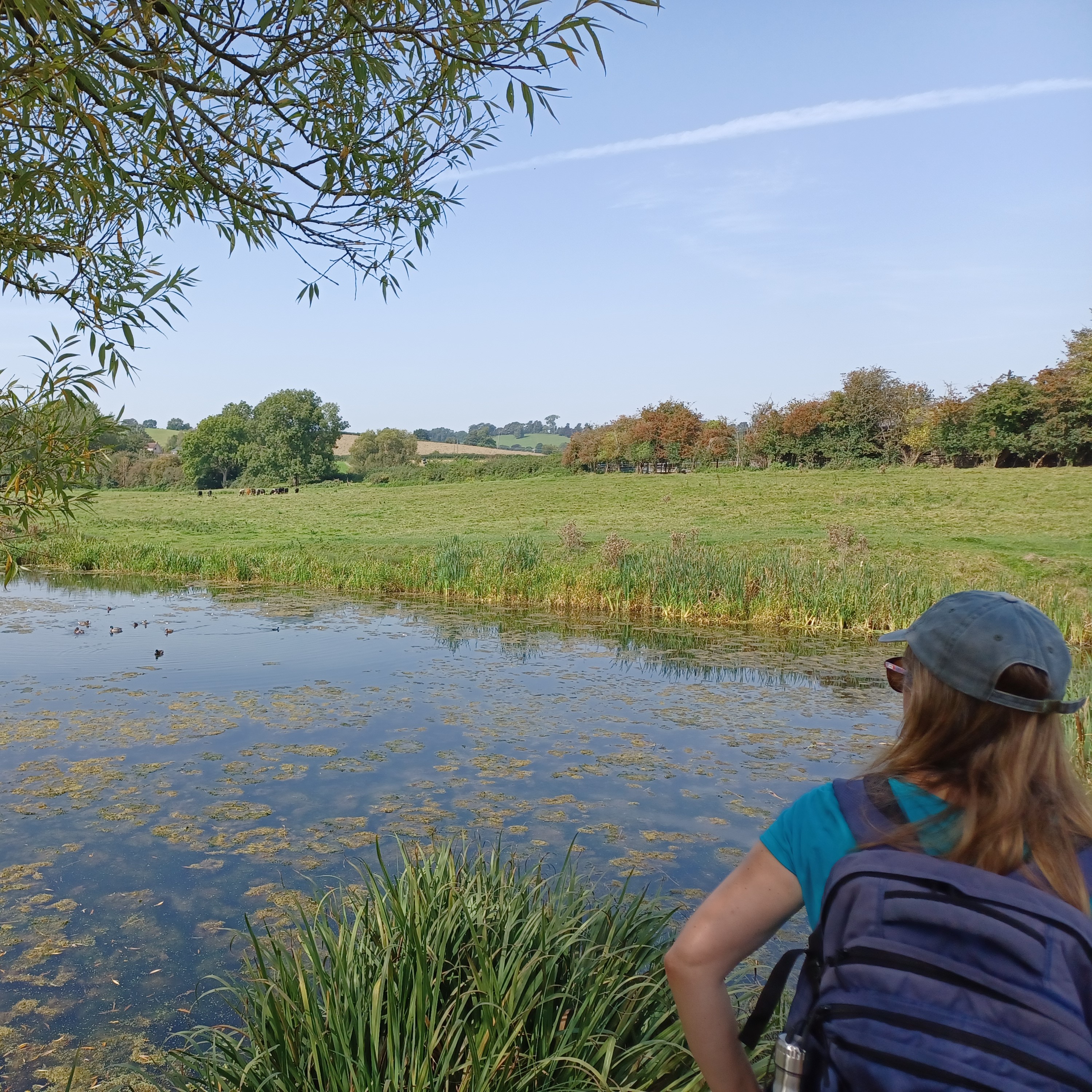 Person looking across landscape