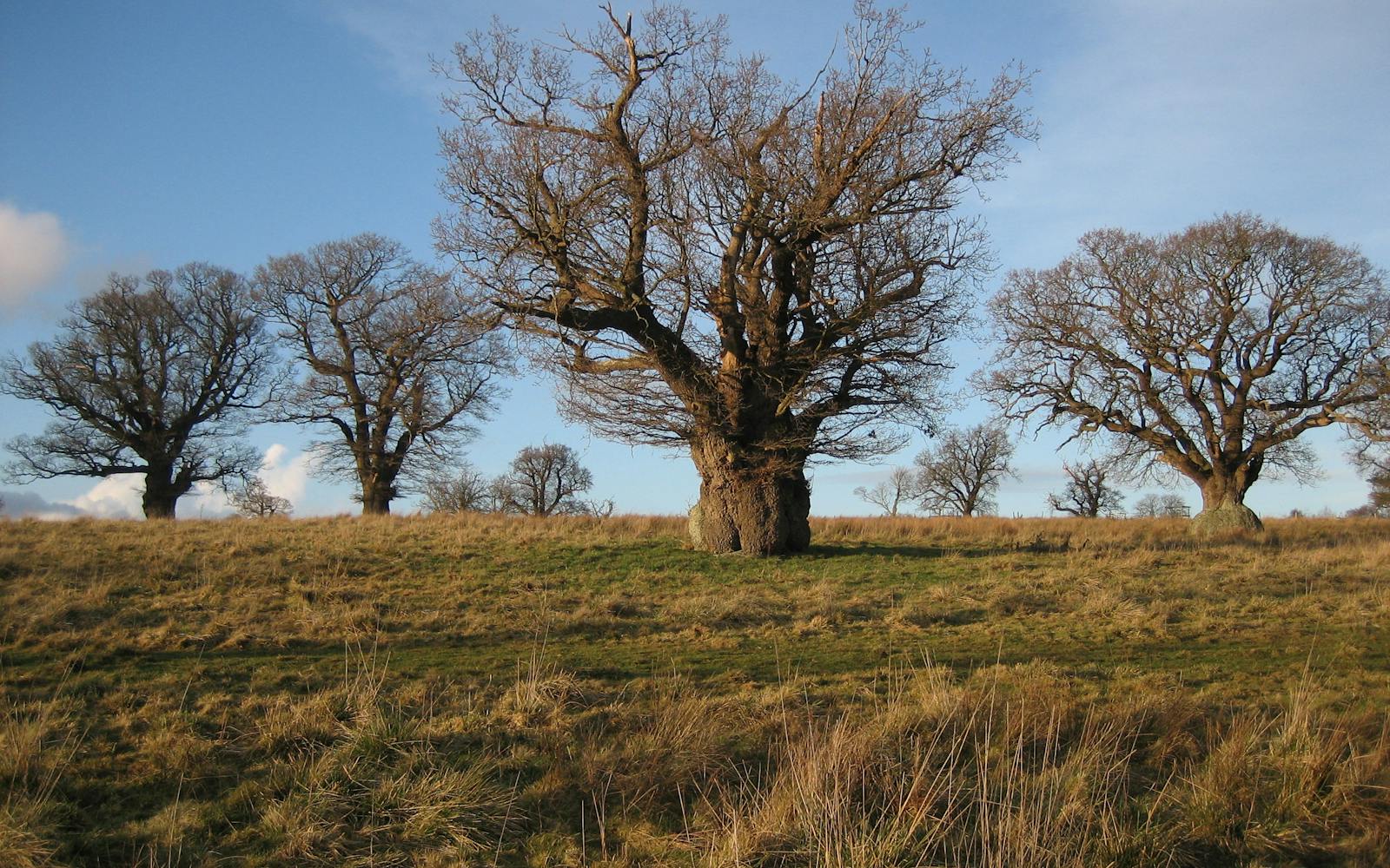 Bare trees on a field