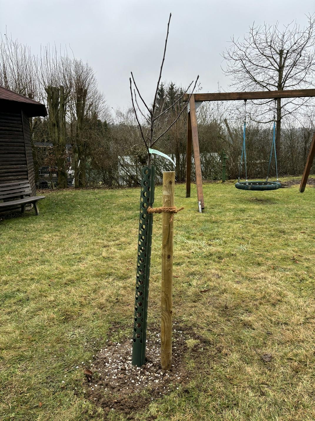 Halbstamm Apfel – Sorte Pinova