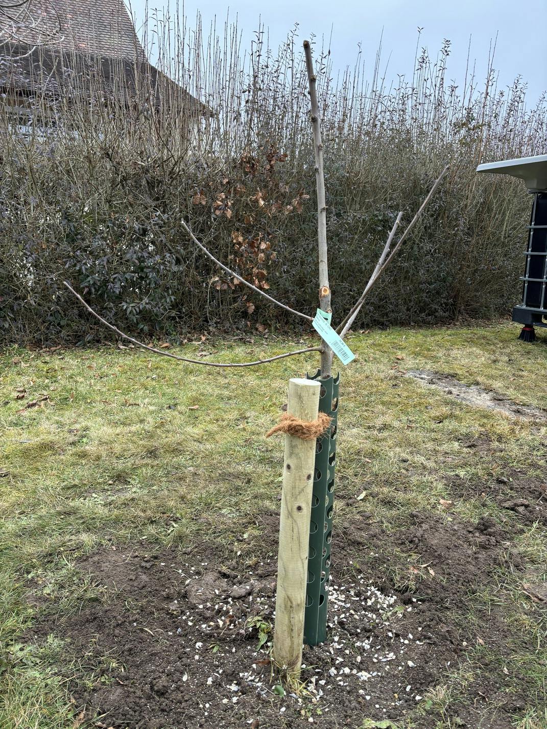 Buschbaum Mirabelle – Sorte Bellamira