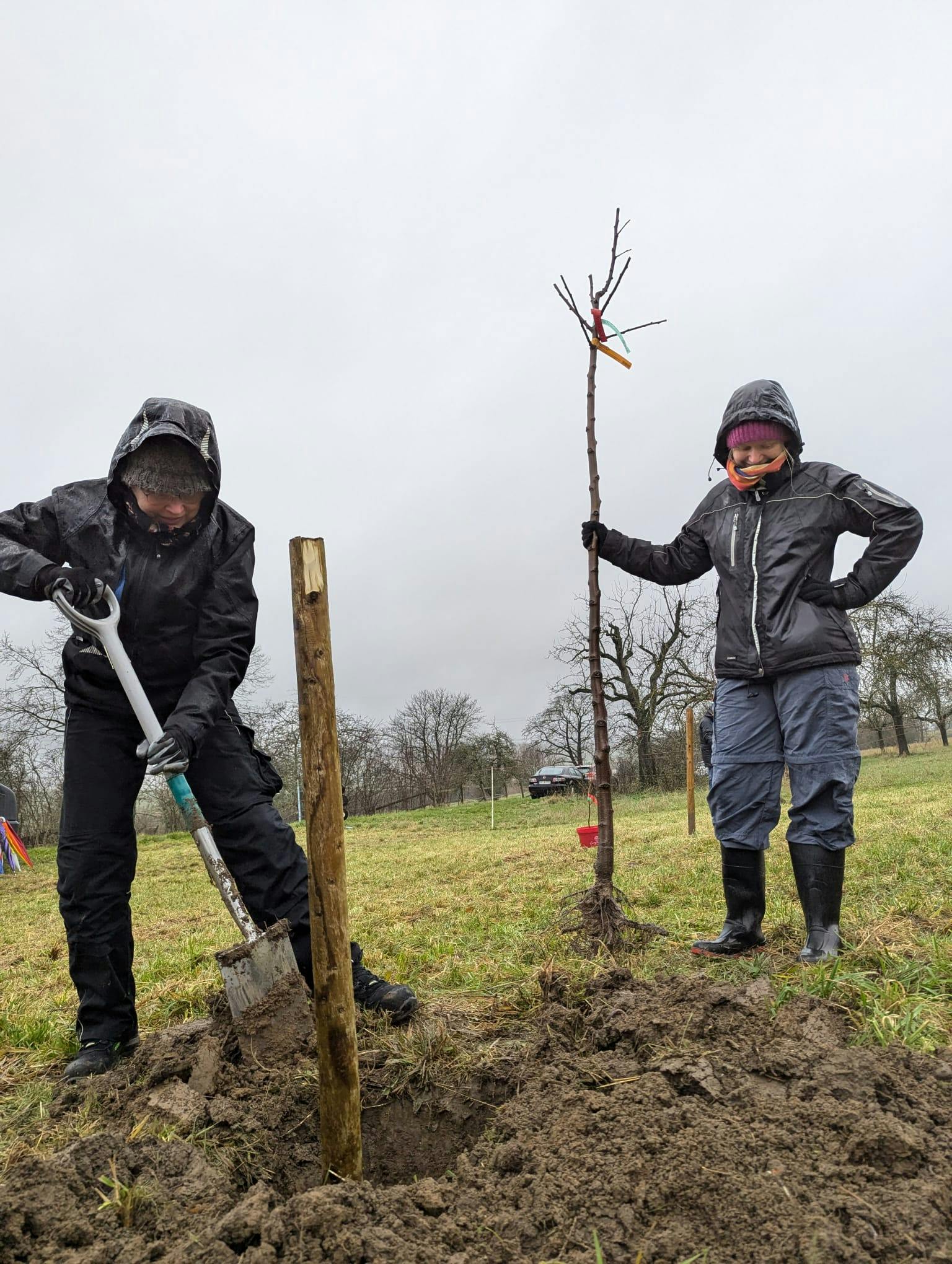 Obstbaum pflanzen in Deutschland mit fachgerechter Pflanzung