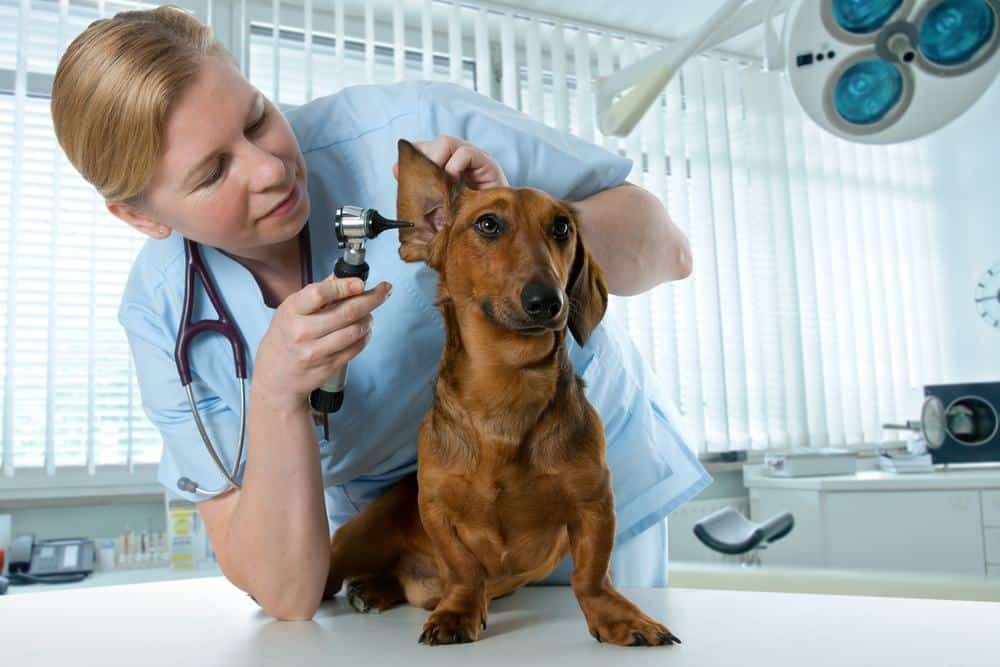Best Rated Tierartz (Veterinarians) By States