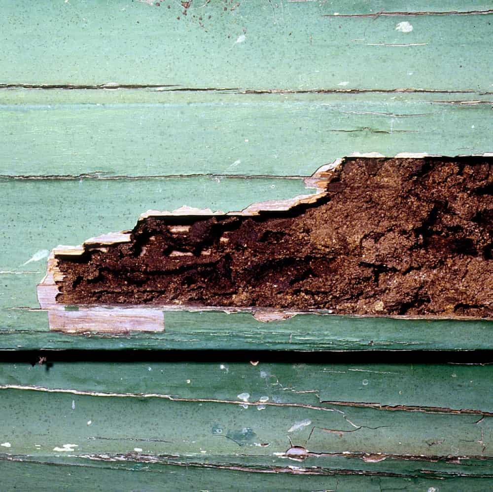 Bois rongé par les termites