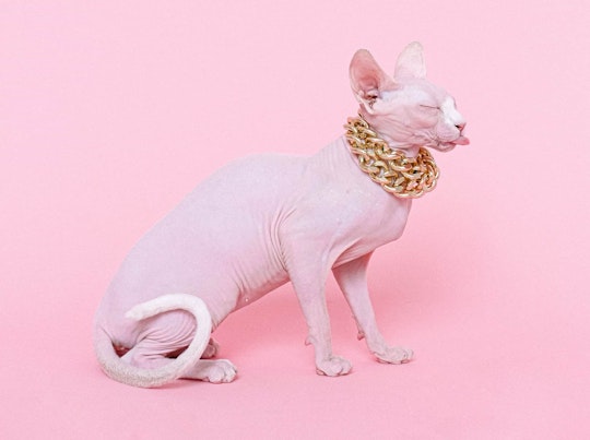 katze erbricht