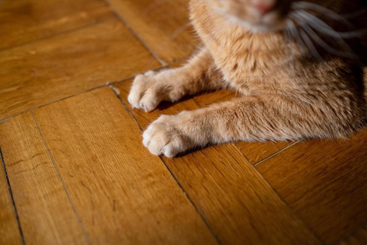 Puces De Parquet Comment S En Debarrasser Puces De Parquet Comment S En Debarrasser