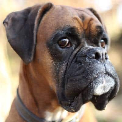 are boxers easy to train