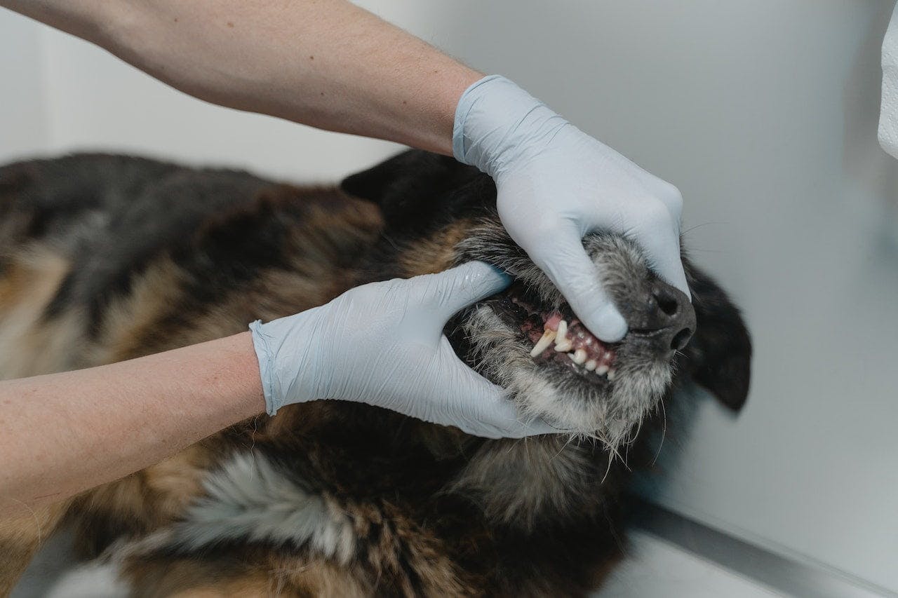 Professionelle Zahnreinigung beim Tierarzt
