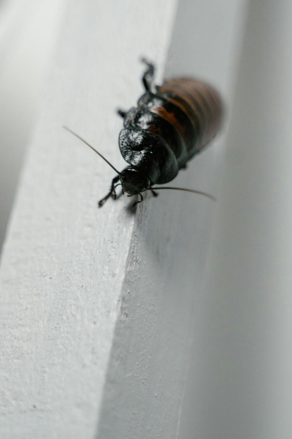 Une blatte ou un cafard