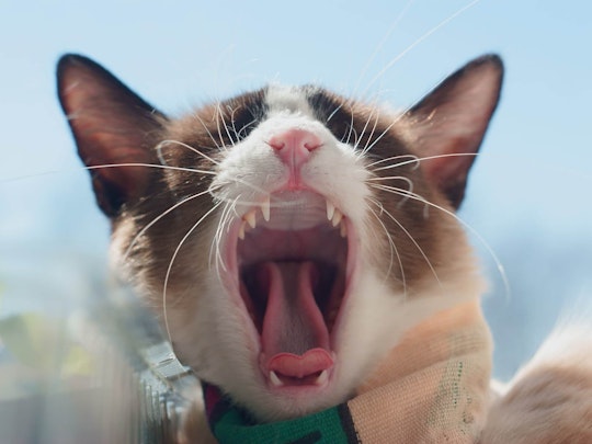 FORL katze
