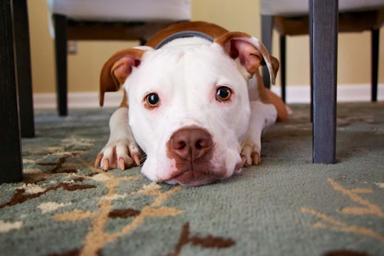 Dog pain