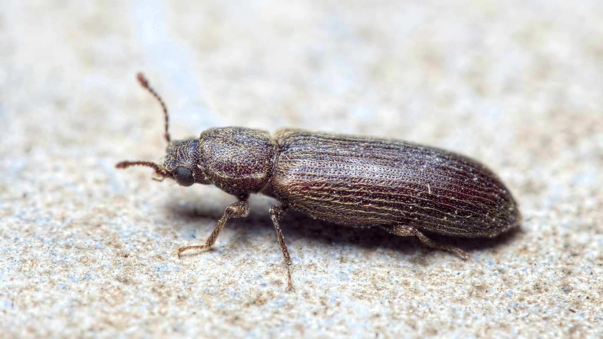 ©Source : Pierre Bornand