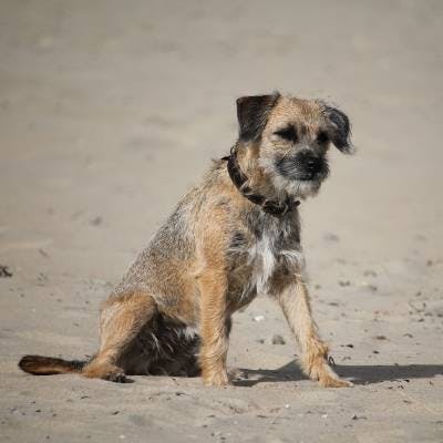 are border terriers double coated