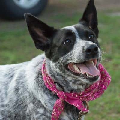 what is the best dog for working cattle