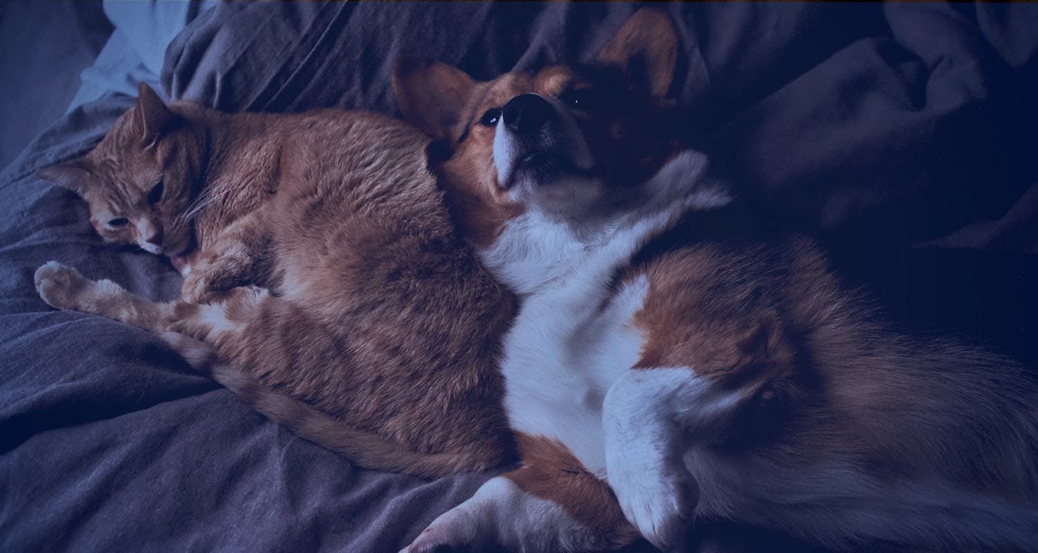 Comment Fonctionne L Assurance Sante Pour Les Chiens Et Les Chats