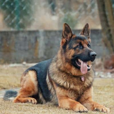 German Shepherd German Shepherd