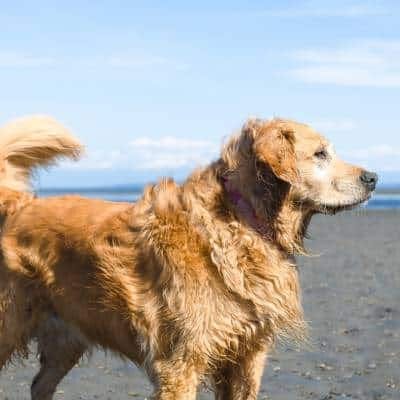 Golden Retriever Golden Retriever